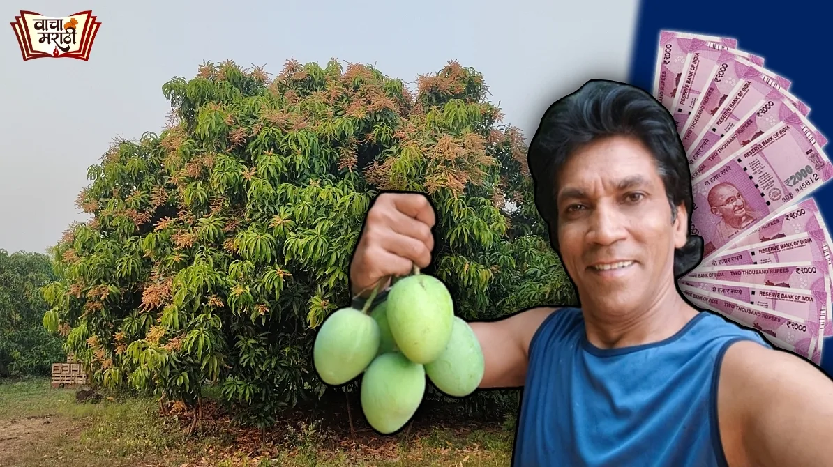 One hapus mango tree give you 1 lakh rupee read how it gives