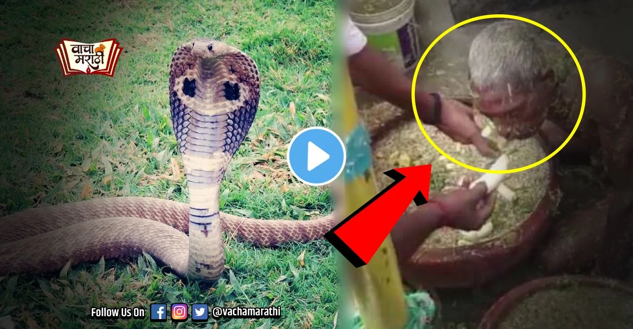 man eating cattle straw like animal on Nagpanchami video goes viral
