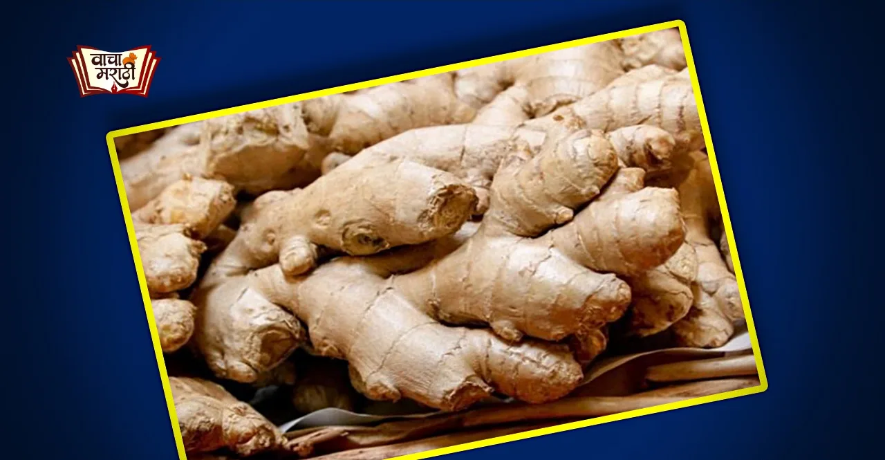 Ginger keeps away these monsoon diseases know its benefits