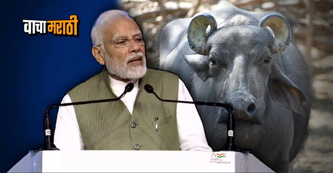 World Dairy Summit PM Modi mentioned banni buffalo know its Characteristics