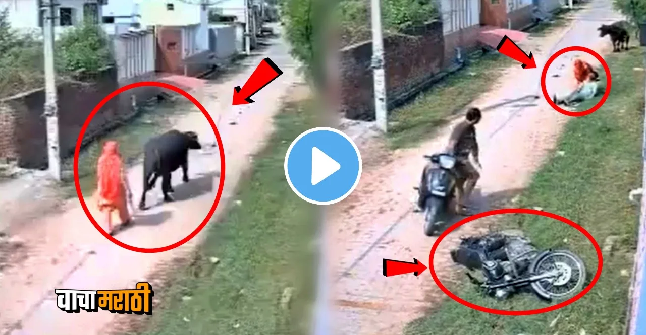 buffalo hit bullet bike rider watch viral video