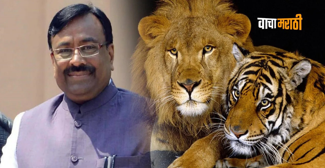 Maharashtra to get lion-lioness pair from Gujarat in return for a tiger and tigress pair