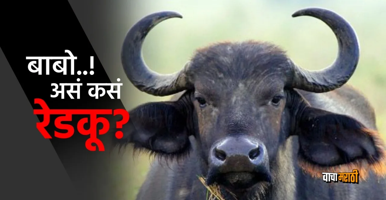 Baby buffalo born with four eyes eight legs and two mouths in dausa of rajasthan