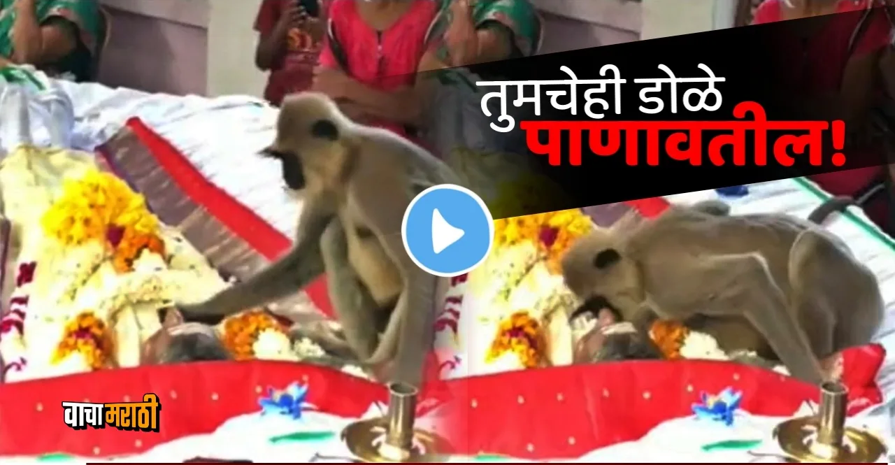 Viral Video Monkey Tries To Wake Up A Dead Man
