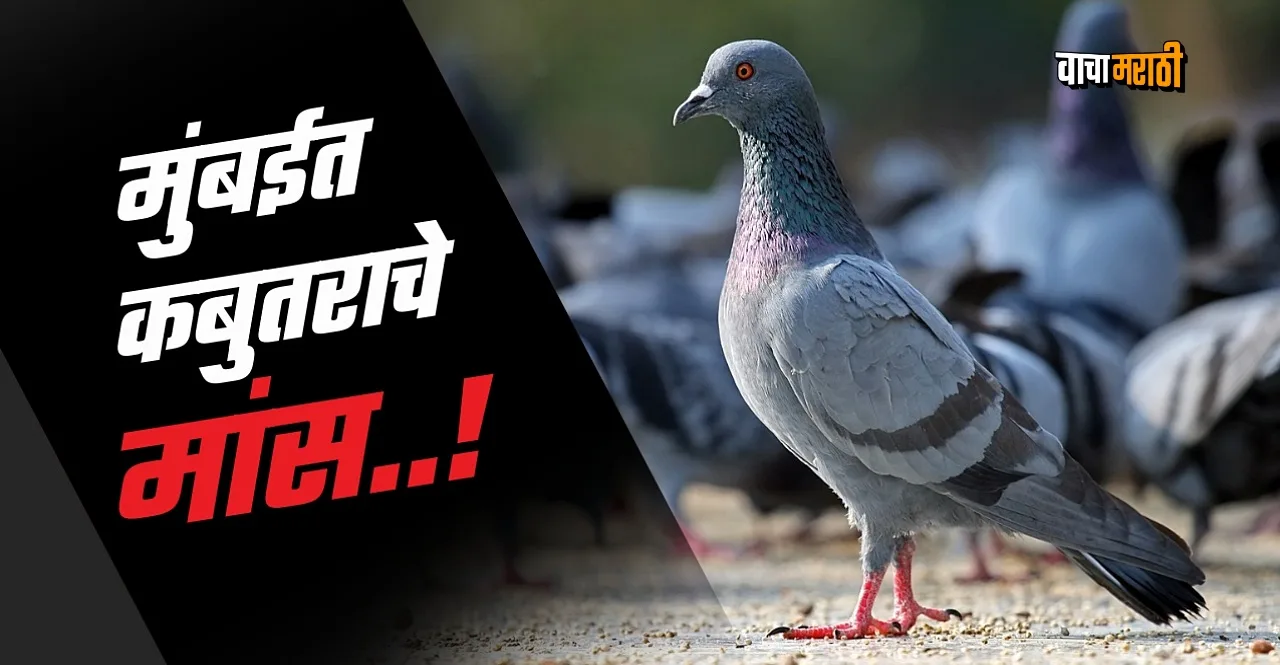 Pigeon meat is being sold in some hotels in Mumbai case