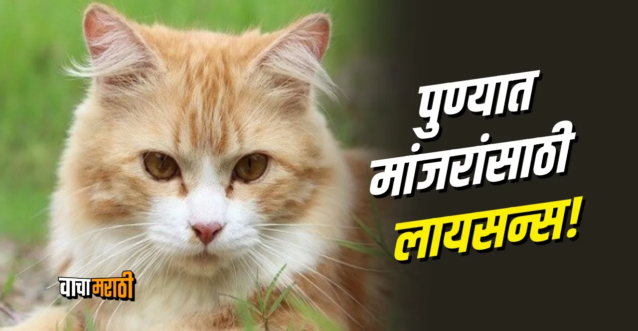 Pet cats to be registered by owners in Pune Maharashtra