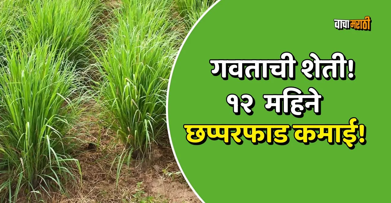 Business Idea start lemongrass farming with 20k earn 4 lakh rupees know how