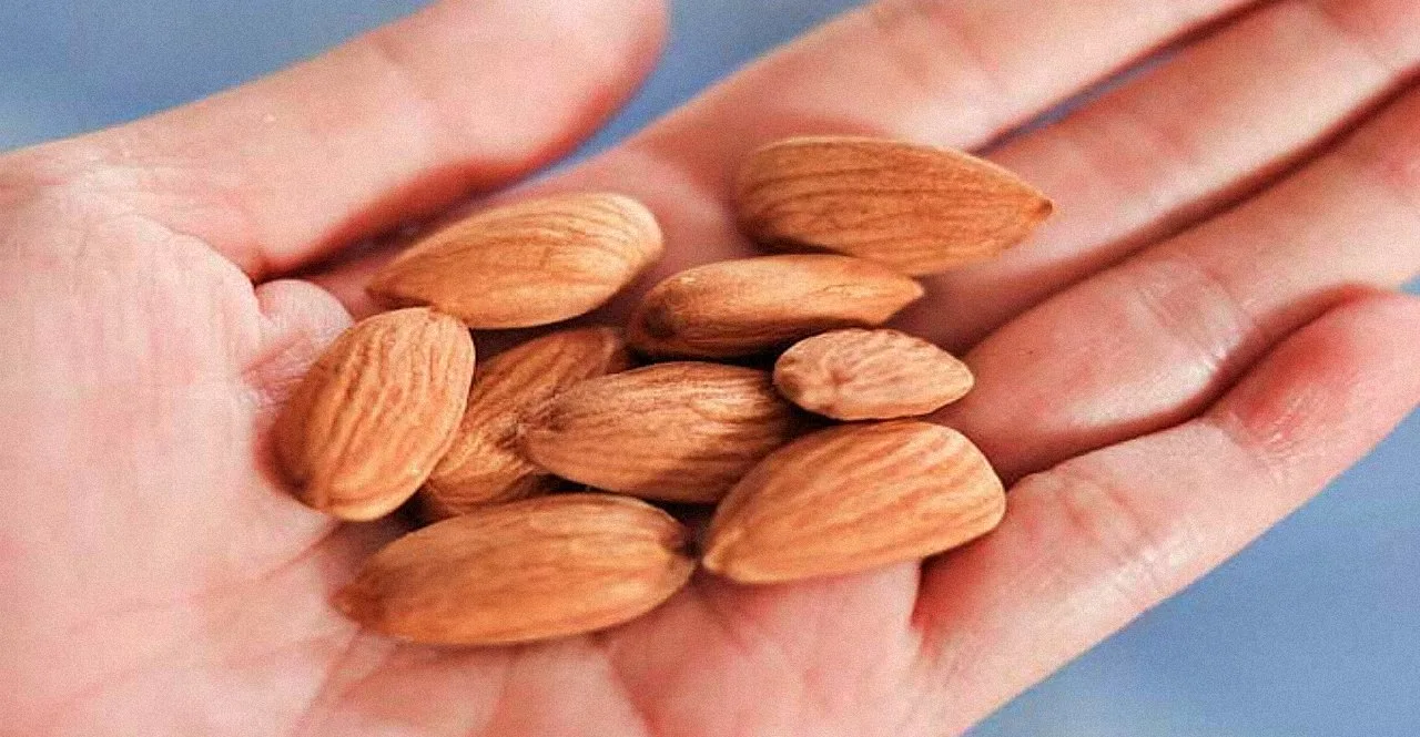 Does Almonds Boost Memory Power of human know answer