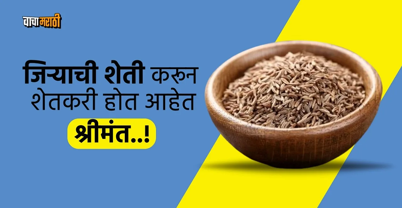 Business Idea Cumin jeera farming with low investment and high income