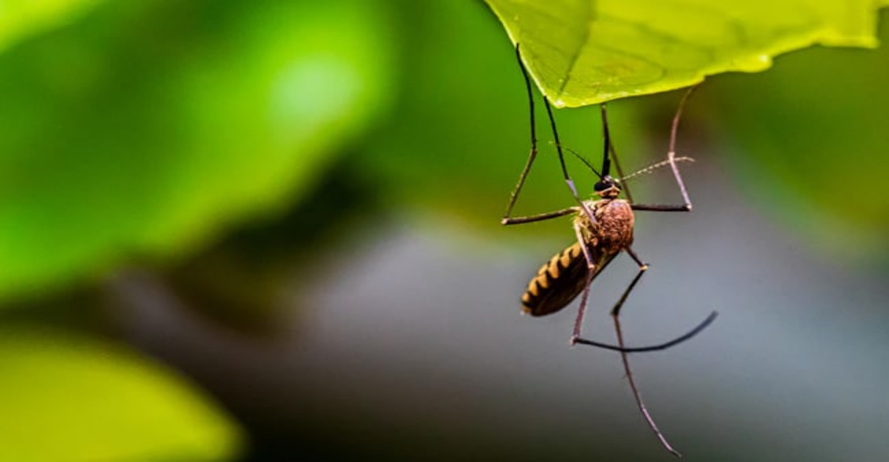 How To Treat at Home When Sudden Insect Bite