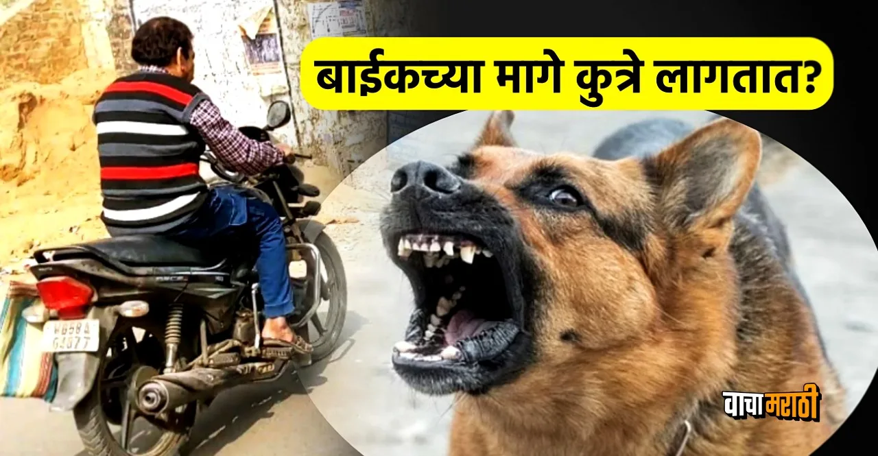 know how to get rid of Dogs barking on your bike at night