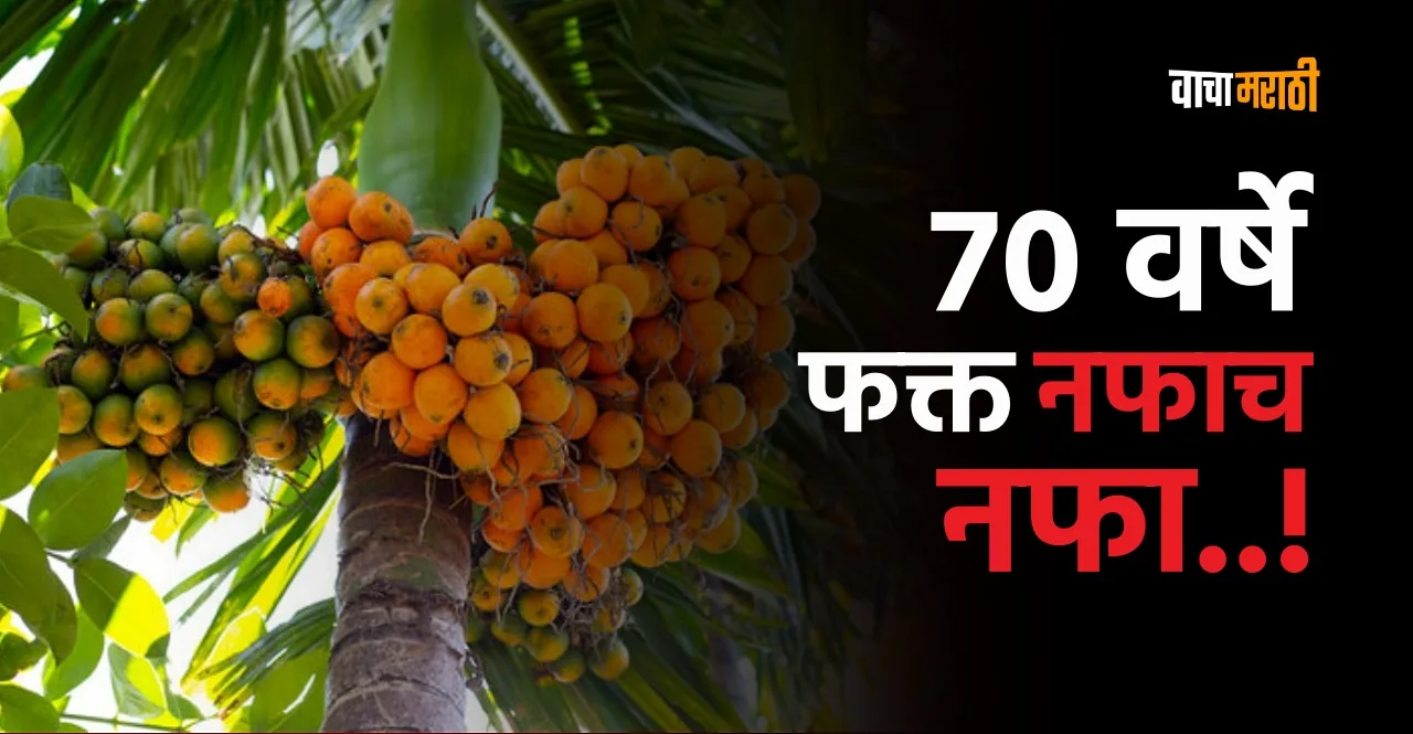Business Idea get high income by areca nut supari farming know details