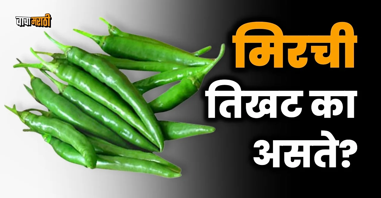 know Why chilli is hot check the truth behind it