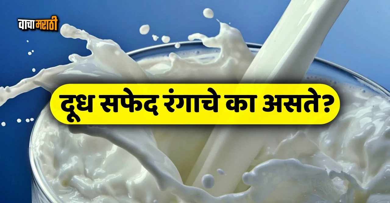 Know Why is the colour of milk white