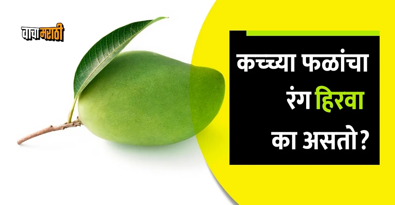 know Why is the color of raw fruits green only check the reason