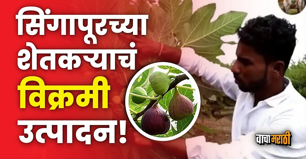 Singapur farmer earns 10 lakh from Fig Farming in Purandar pune