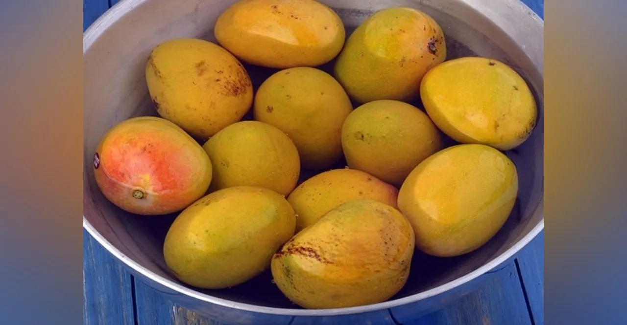 know why Is it important to soak mangoes before eating