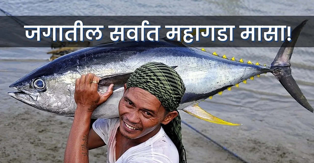 World Most Expensive Fish bluefin tuna auctioned in rs 2 crore know details