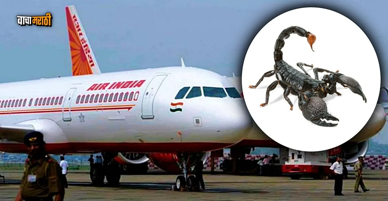 Scorpion stings passenger on Air India flight