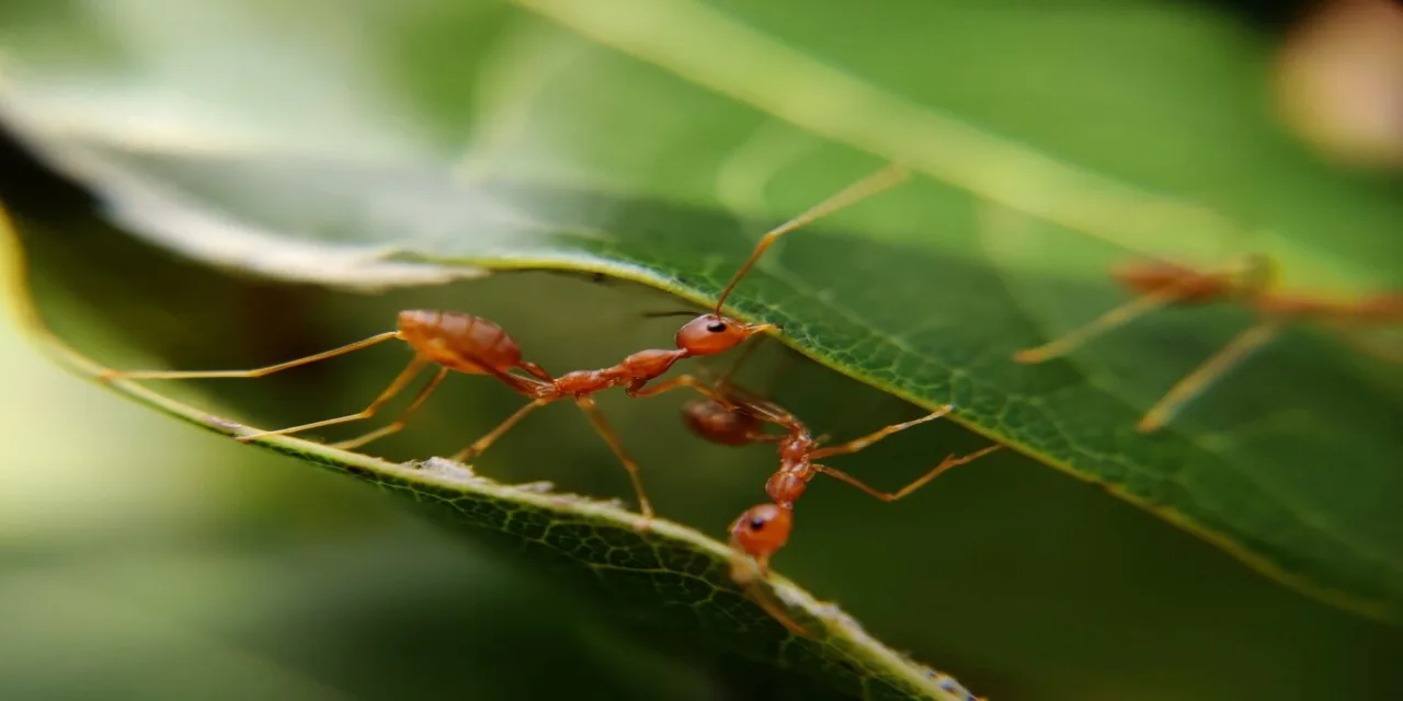 How to Rid Of Red Ants From House
