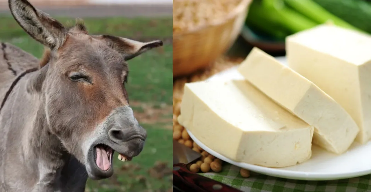 Donkey Milk Paneer Price know Why is it expensive