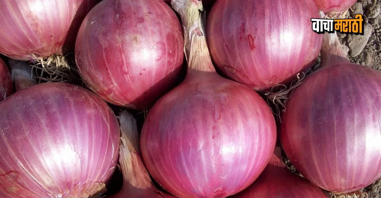 Maharashtra government gives in to farmers' demands will get Subsidy for onion