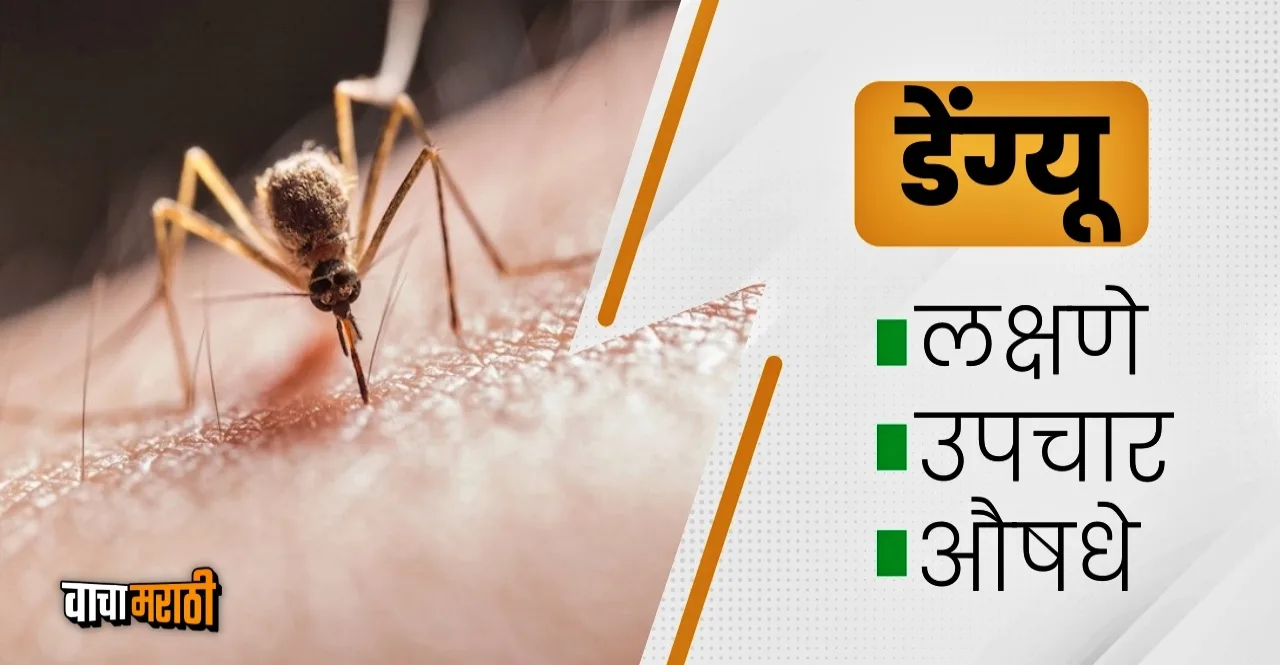 Know How to Prevent Dengue Fever in rainy season check symptoms
