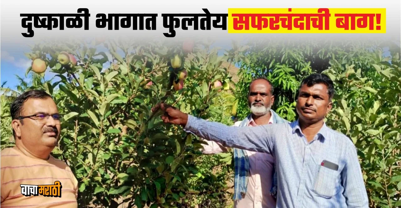 A farmer planted an apple orchard in a drought area of Maan Satara