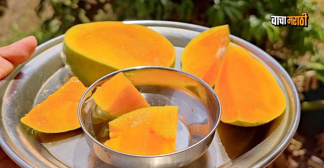 Goa Mankurad Mango gets GI Geographical Indication tag