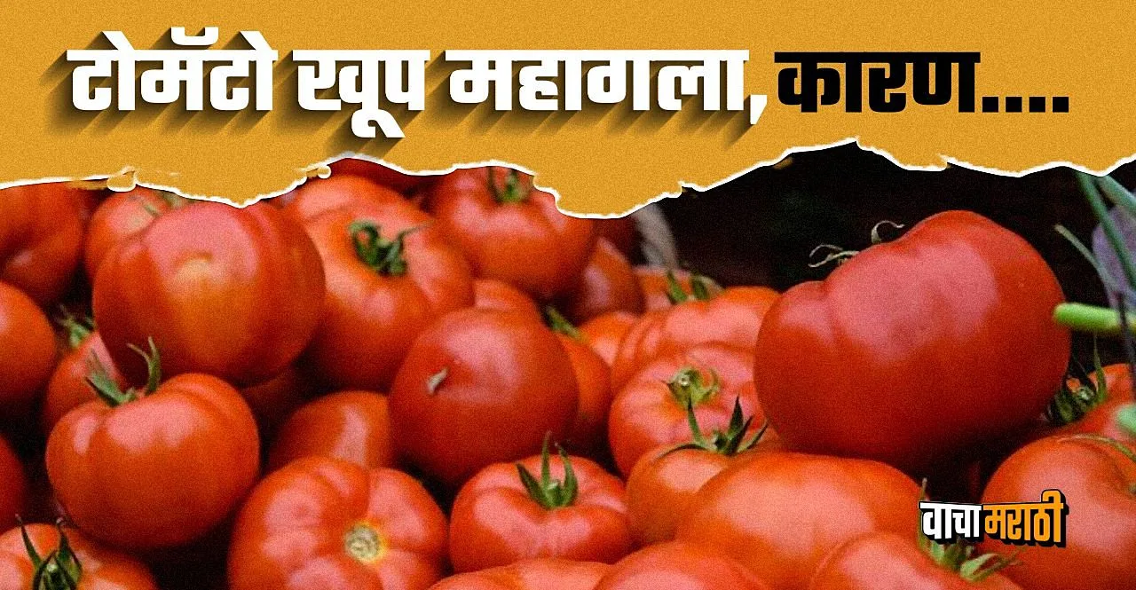 Know what is the reason behind the rising prices of tomatoes