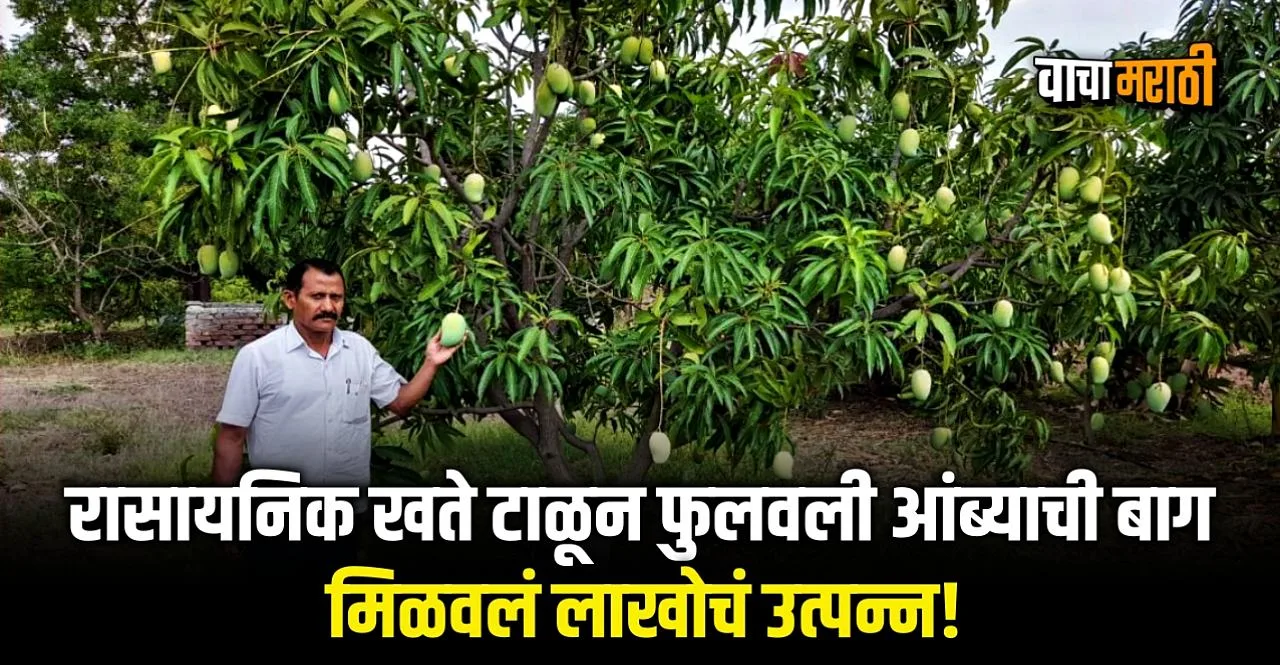 Income of lakhs from organically grown mango by Uddhav Babar in Satara