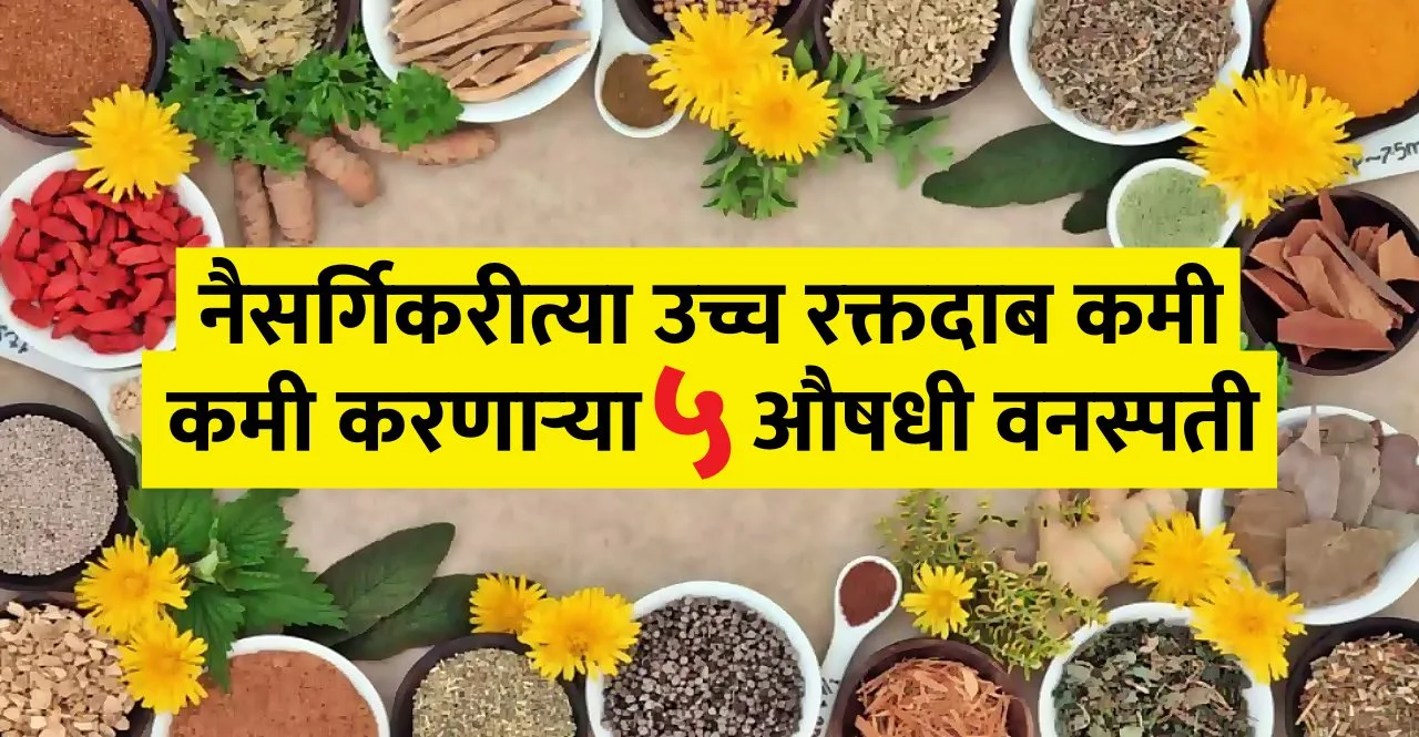 Health 5 herbs that will reduce high blood pressure naturally