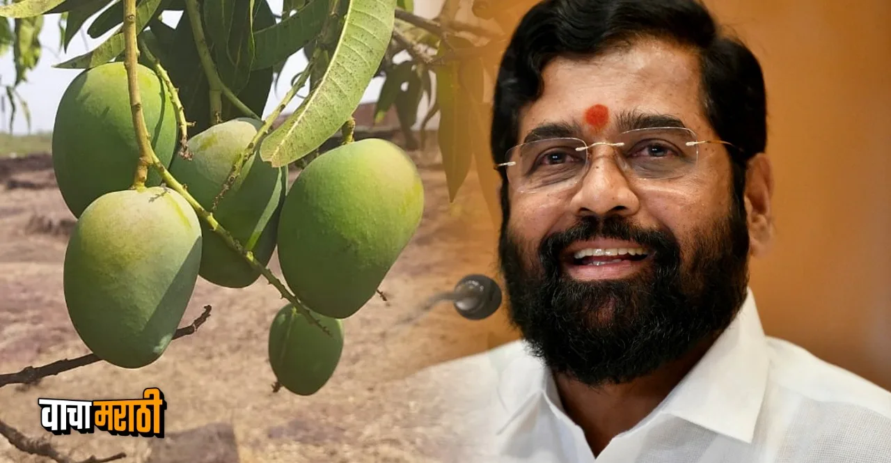 CM Eknath Shindes Big Relief to Alphonso mango farmers from Konkan