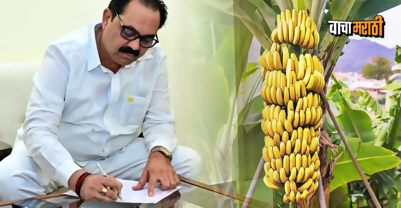 First time compensation to farmers for CMV disease on banana crop
