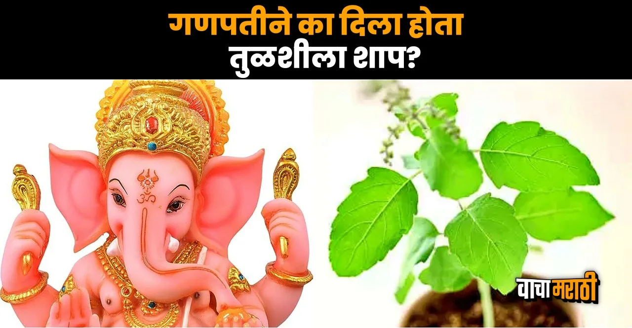 Know Why Tulsi Basil isn't offered to Lord Ganesha