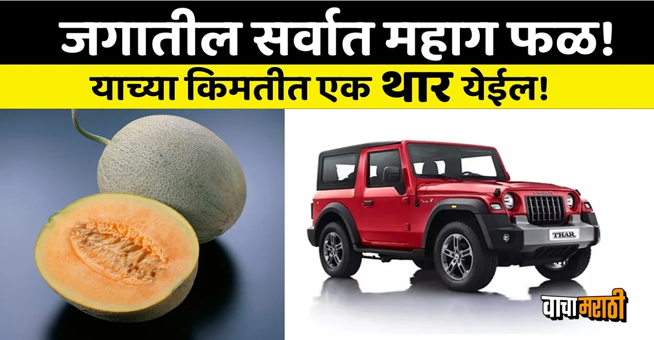 Most Expensive Fruit in the world Yubari Melon