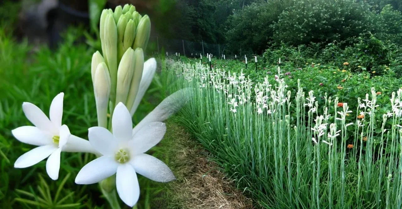 Success Story of Rajnigandha Cultivation In marathi