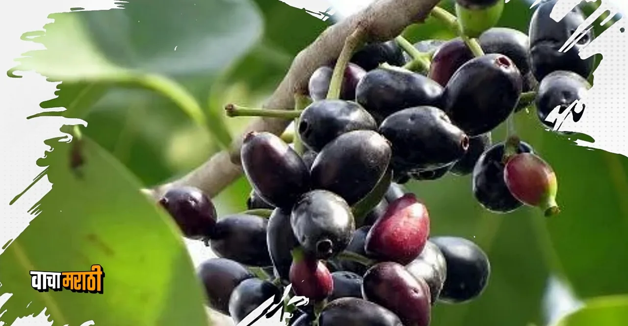 Maharashtra Palghar's Bahadoli Jamun gets GI tag