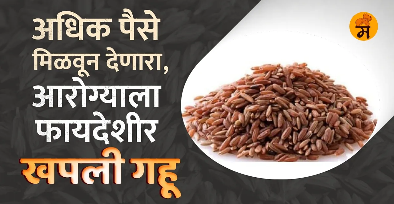 Khapli Wheat Cultivation In Marathi sold for rs 150 per kg