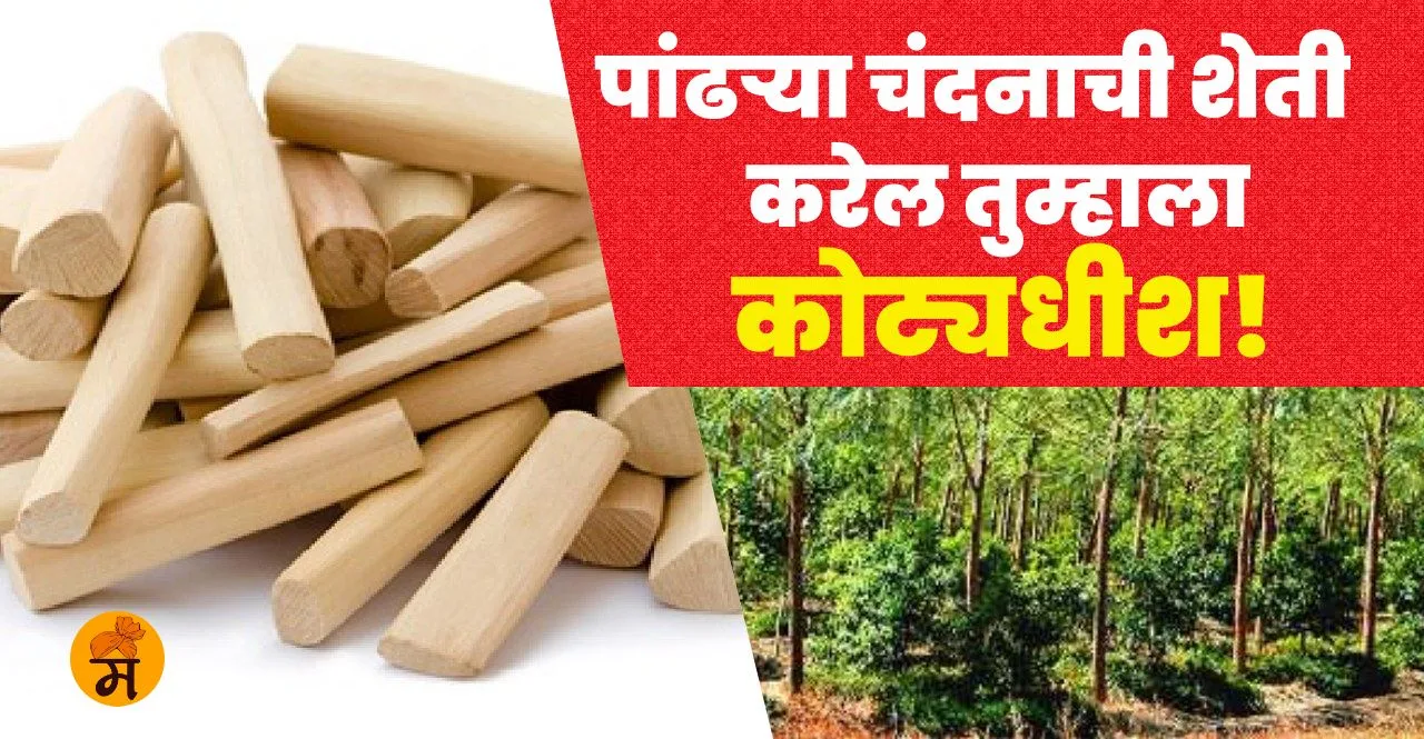 White Sandalwood Farming In Marathi Earn Lakhs of Money