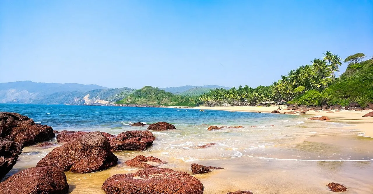 Goa is paying the price of climate change cashew crops getting spoiled