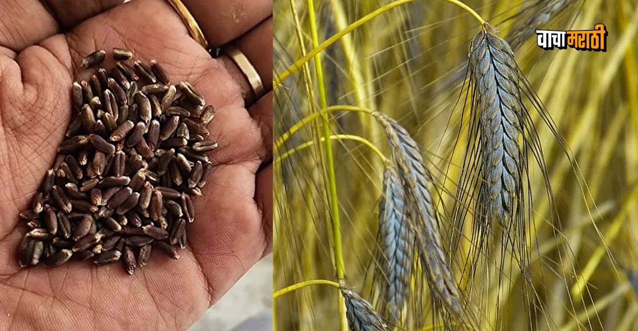 Health Benefits of Black Wheat In Marathi to avoid heart attack cancer and blood pressure