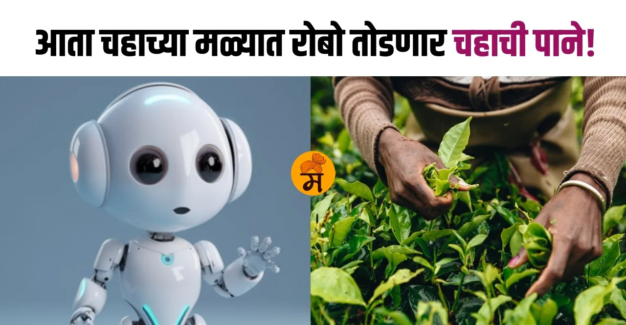 Now robots will pluck tea leaves instead of humans check benefits