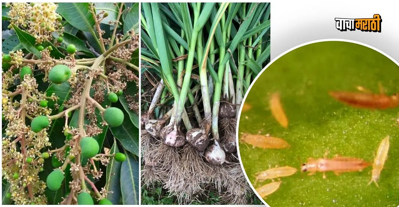 Management of thrips in garlic and alphonso