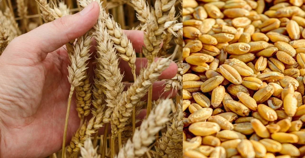 Maharashtra Wheat Price made record price is higher than MSP