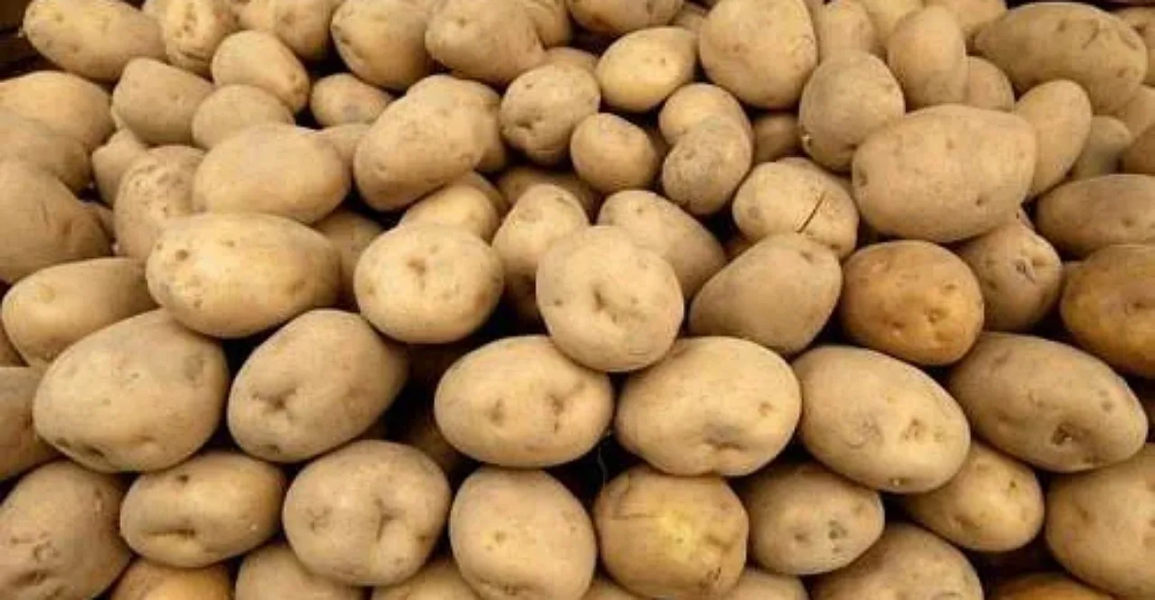Potato Variety developed by agricultural scientists production in 65 days