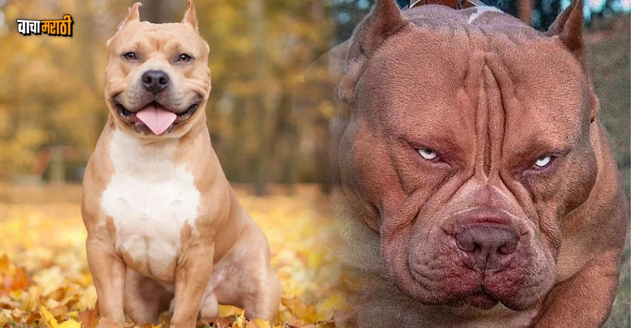 Modi Govt bans import breeding and sale of these dangerous dog breeds