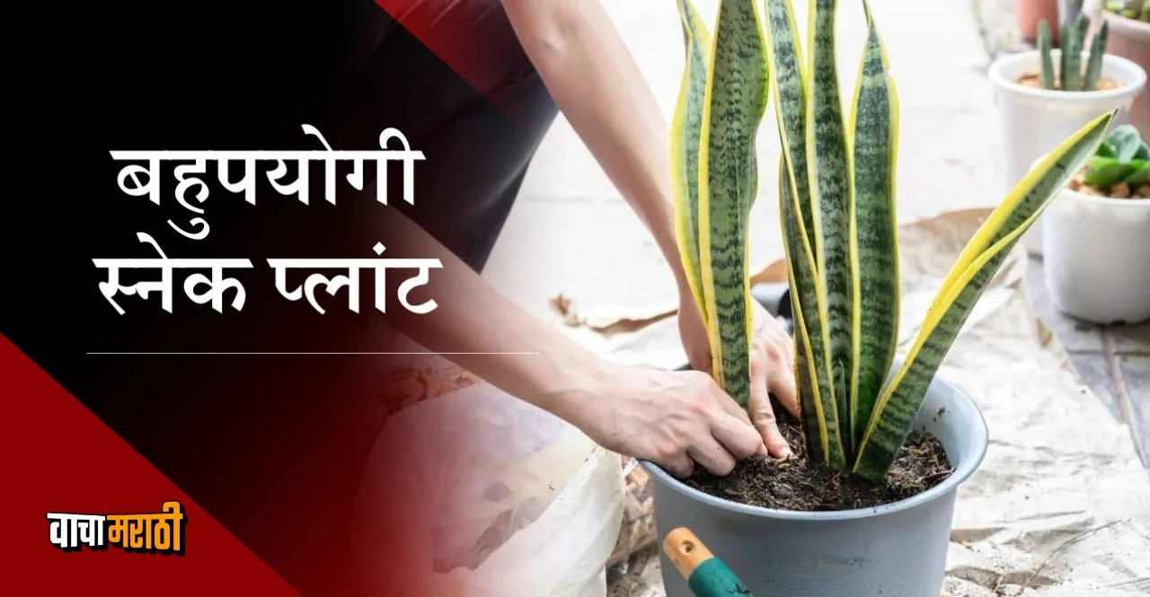 Snake Plant Benefits will lower the temperature of the house