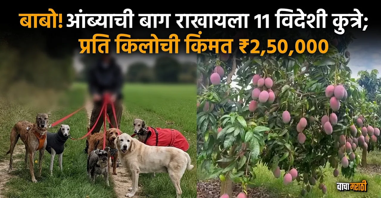 dog guards guard World Most Expensive Mango Miyazaki in mp