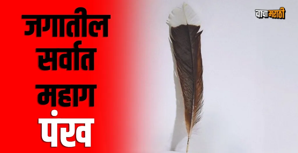 World's Most Expensive Feather जगातील सर्वात महाग पंखाचा लिलाव, 23.6
